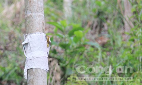 Cúng và dán bùa nhờ