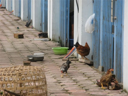 Cảnh nuôi gà vịt trong khu đô thị ở Văn Phú gây nhếch nhác