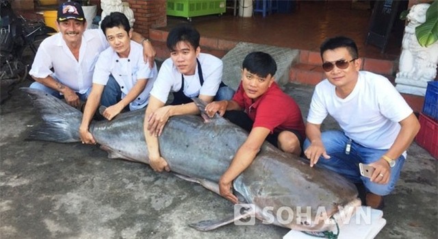 thủy quái, cá tra dầu, ngư dân, bắt được, quán nhậu, Sài Gòn, thủy-quái, cá-tra-dầu, ngư-dân, bắt-được, quán-nhậu, Sài-Gòn,