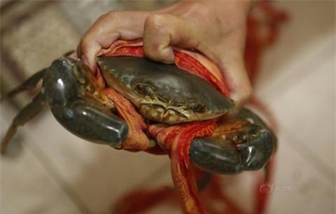 gian lận, gian thương, cua biển, trung quốc, tăng cân, cua-biển, trung-quốc, trọng-lượng