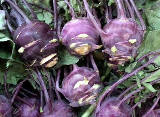 su hào tím, mất mùa, Hà Nội, Mộc Châu, hết hàng, su-hào-tím, Hà-Nội, mất-mùa, Mộc-Châu