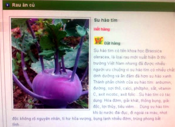 su hào tím, mất mùa, Hà Nội, Mộc Châu, hết hàng, su-hào-tím, Hà-Nội, mất-mùa, Mộc-Châu