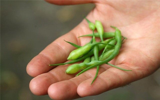 la lung cu cai duoi chuot