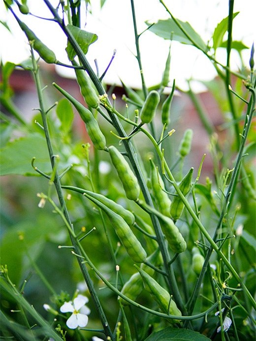 la lung cu cai duoi chuot