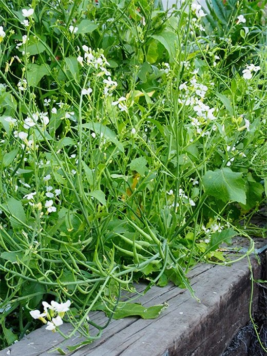 la lung cu cai duoi chuot 