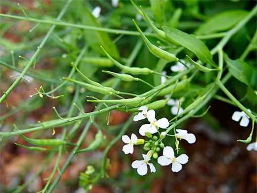 la lung cu cai duoi chuot