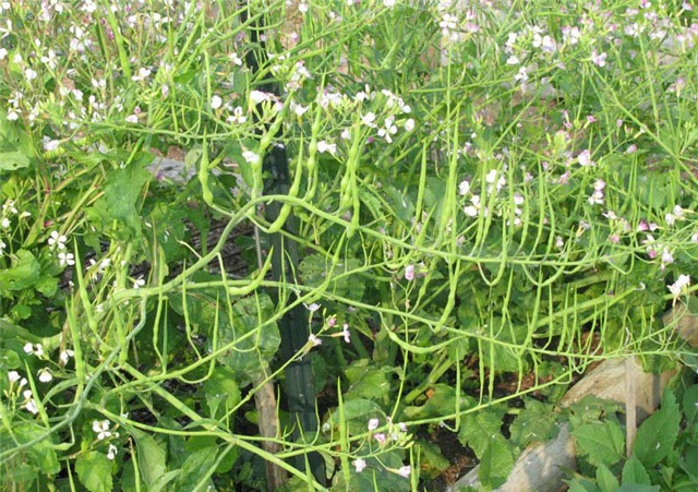 la lung cu cai duoi chuot