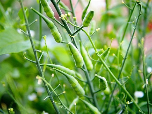 la lung cu cai duoi chuot