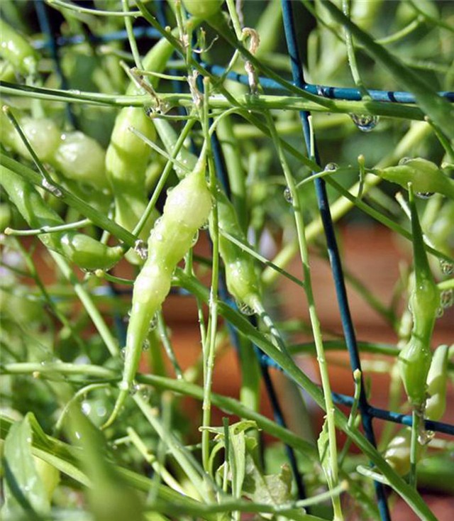 la lung cu cai duoi chuot