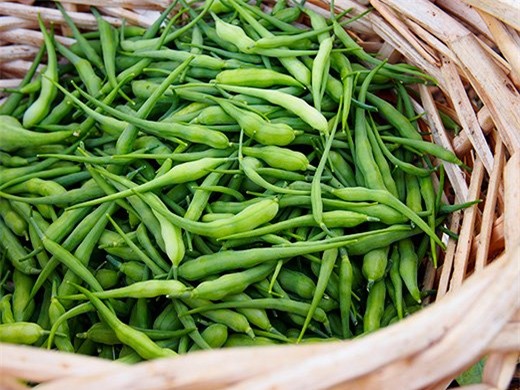 la lung cu cai duoi chuot