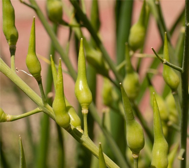 la lung cu cai duoi chuot