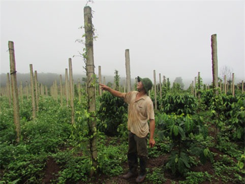 giết người, gây án, án mạng, hóa điên, Vũ Văn Đản