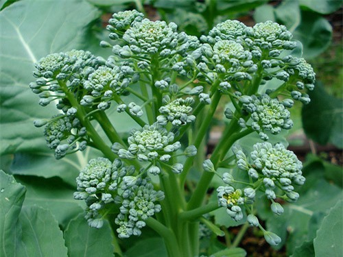 Súp lơ, súp lơ xanh baby, rau sạch, Lâm Đồng, súp-lơ, súp-lơ-xanh-baby, rau-sạch, Lâm-Đồng, Hà-thành