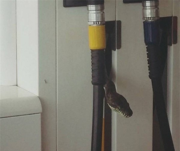 Hết hồn khi thấy trăn thò ra từ vòi bơm xăng