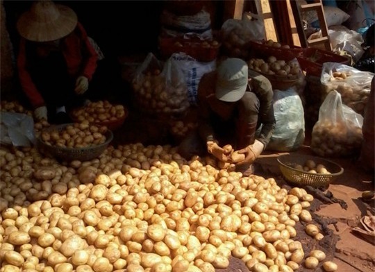 Đà Lạt, nhập lậu, khoai tây, Trung Quốc, thương lái, đội lốt, Đà-Lạt, nhập-lậu, khoai-tây, Trung-Quốc, thương-lái, đội-lốt,