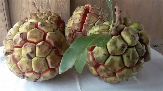 Na rừng nặng 5 kg giá 500.000 đồng ở Sơn La