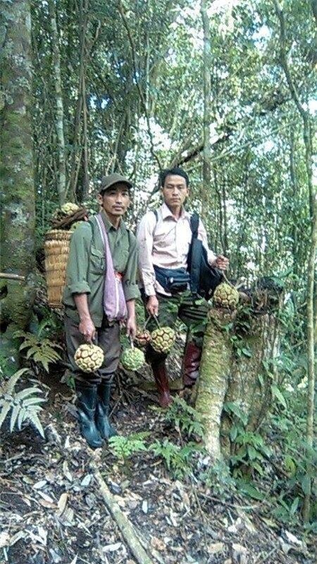 Na rừng nặng 5 kg giá 500.000 đồng ở Sơn La