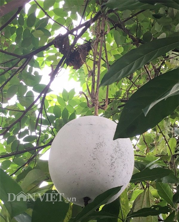 la lam trai bo bo lon nhanh nhu thoi hinh anh 3