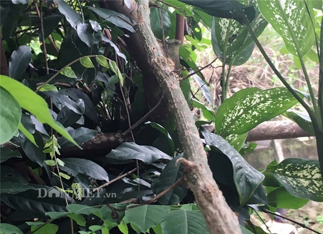 la lam trai bo bo lon nhanh nhu thoi hinh anh 6