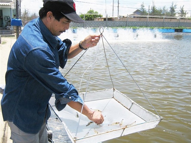 nuôi tôm, tỷ đồng, triệu phú nuôi tôm, nông nghiệp, lao động, xã Phước Dinh, huyện Thuận Nam