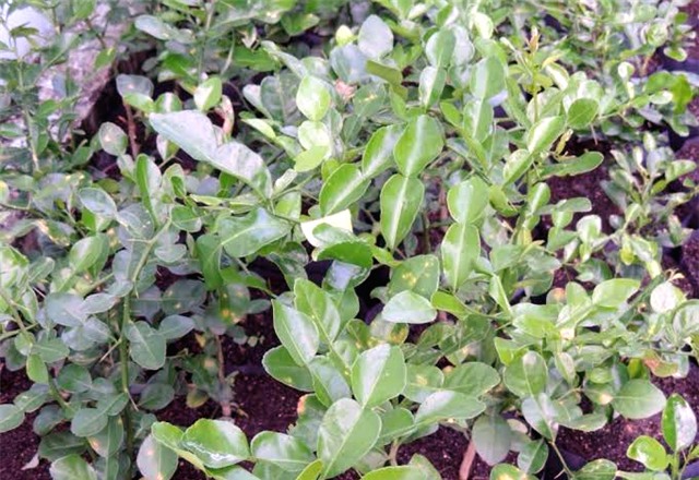 lá chanh, xuất khẩu, châu Âu, thương lái, lá-chanh, xuất-khẩu, châu-Âu
