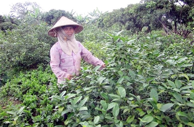 lá chanh, xuất khẩu, châu Âu, thương lái, lá-chanh, xuất-khẩu, châu-Âu