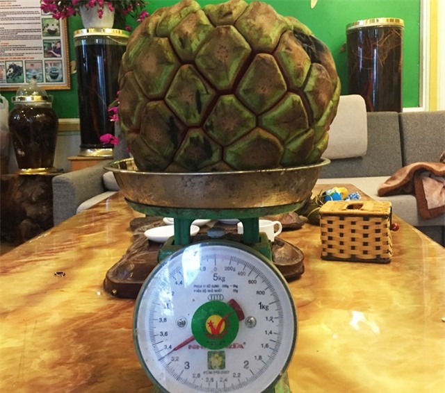 Vì sao quả na rừng 5 kg có giá 500.000 đồng?