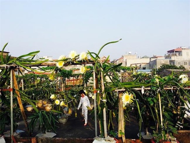 thanh long, sân thượng, vườn thanh long, thanh long ruột đỏ, trồng trong chậu, chăm sóc, thanh-long, sân-thượng, vườn-thanh-long, thanh-long-ruột-đỏ, trồng-trong-chậu, sai-quả, chăm-sóc