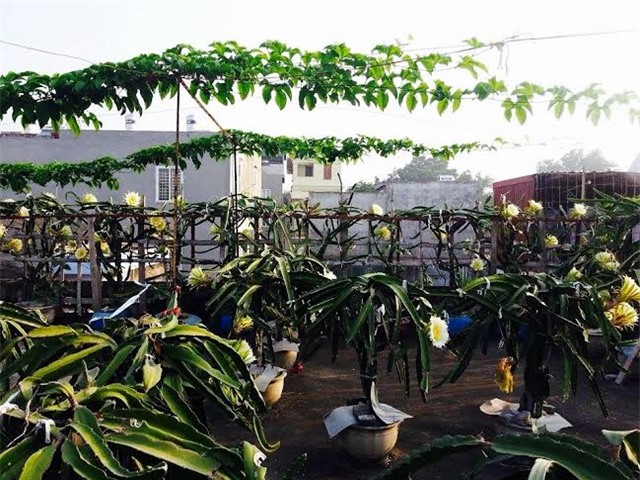 thanh long, sân thượng, vườn thanh long, thanh long ruột đỏ, trồng trong chậu, chăm sóc, thanh-long, sân-thượng, vườn-thanh-long, thanh-long-ruột-đỏ, trồng-trong-chậu, sai-quả, chăm-sóc