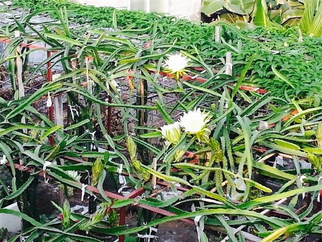 thanh long, sân thượng, vườn thanh long, thanh long ruột đỏ, trồng trong chậu, chăm sóc, thanh-long, sân-thượng, vườn-thanh-long, thanh-long-ruột-đỏ, trồng-trong-chậu, sai-quả, chăm-sóc