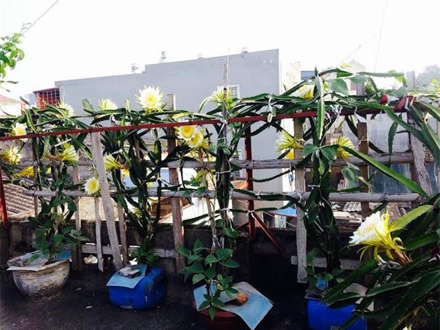 thanh long, sân thượng, vườn thanh long, thanh long ruột đỏ, trồng trong chậu, chăm sóc, thanh-long, sân-thượng, vườn-thanh-long, thanh-long-ruột-đỏ, trồng-trong-chậu, sai-quả, chăm-sóc