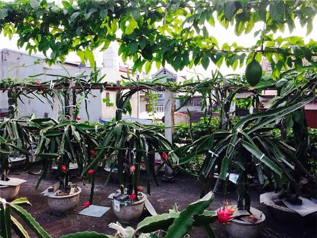 thanh long, sân thượng, vườn thanh long, thanh long ruột đỏ, trồng trong chậu, chăm sóc, thanh-long, sân-thượng, vườn-thanh-long, thanh-long-ruột-đỏ, trồng-trong-chậu, sai-quả, chăm-sóc