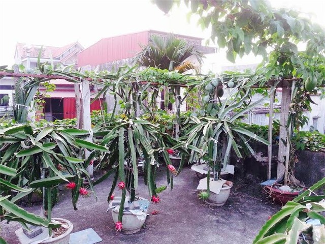 thanh long, sân thượng, vườn thanh long, thanh long ruột đỏ, trồng trong chậu, chăm sóc, thanh-long, sân-thượng, vườn-thanh-long, thanh-long-ruột-đỏ, trồng-trong-chậu, sai-quả, chăm-sóc