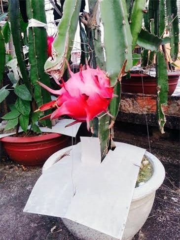 thanh long, sân thượng, vườn thanh long, thanh long ruột đỏ, trồng trong chậu, chăm sóc, thanh-long, sân-thượng, vườn-thanh-long, thanh-long-ruột-đỏ, trồng-trong-chậu, sai-quả, chăm-sóc