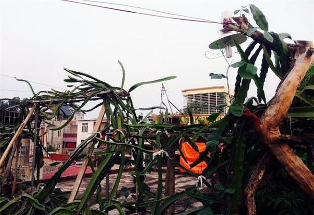 thanh long, sân thượng, vườn thanh long, thanh long ruột đỏ, trồng trong chậu, chăm sóc, thanh-long, sân-thượng, vườn-thanh-long, thanh-long-ruột-đỏ, trồng-trong-chậu, sai-quả, chăm-sóc