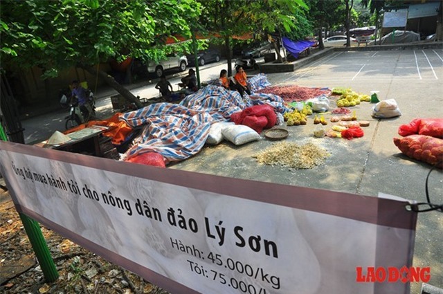 Khoảng một tuần nay, một lượng hành, tỏi lớn thu gom từ bà con nông dân huyện đảo Lý Sơn (Quảng Ngãi) được bày bán tại khu K3 (Vĩnh Phúc, Ba Đình, Hà Nội) với mong muốn nhận được tấm lòng giúp đỡ, sẻ chia của người dân Thủ đô.