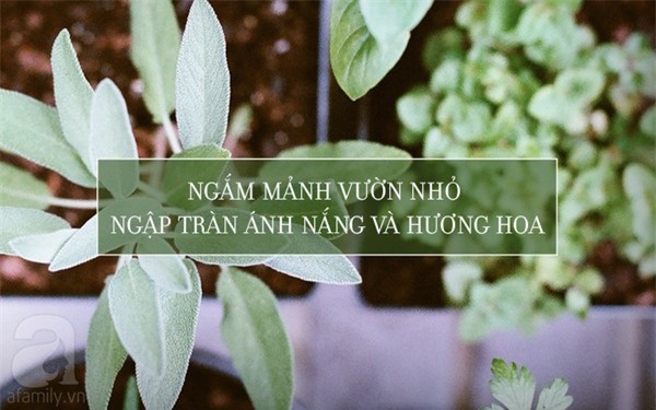 hạnh phúc giản dị
