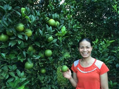 trồng cam, Cao Phong, Hòa Bình, siêu xe, đại gia, cả làng, tỷ phú, trồng-cam, Cao-Phong, Hòa-Bình, siêu-xe, đại-gia, cả-làng, tỷ-phú,