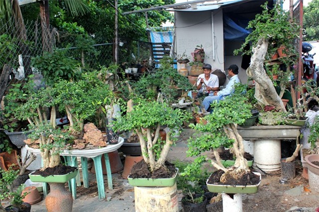 Cây kiểng ở Sài Gòn: Đòi cả tỷ đồng, bán vài chục triệu