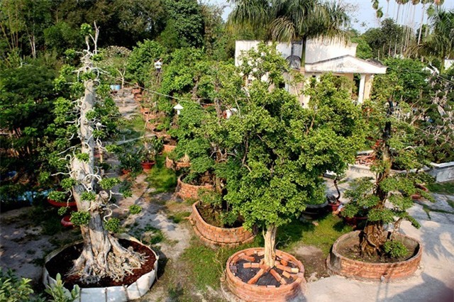 Cây kiểng ở Sài Gòn: Đòi cả tỷ đồng, bán vài chục triệu