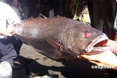 Nông dân, Thái Bình, cá khủng