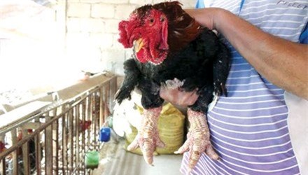 gà Đông Tảo, Trung Quốc, thương lái