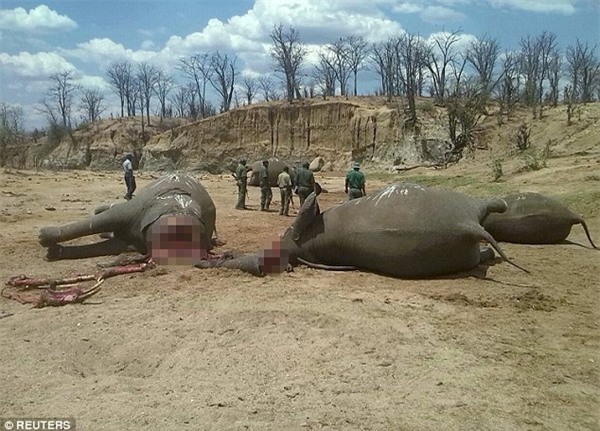 2DE86DDD00000578-0-image-a-11_1446121269767-c6a26