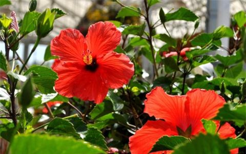 14 cach tu nhien huu hieu giup toc chi em dai muot