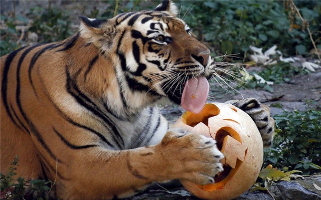 khong khi ma quai trong le hoi halloween tren khap tg hinh anh 9