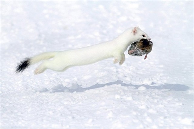 nhung buc anh tuyet my ve thien nhien the gioi hinh anh 15