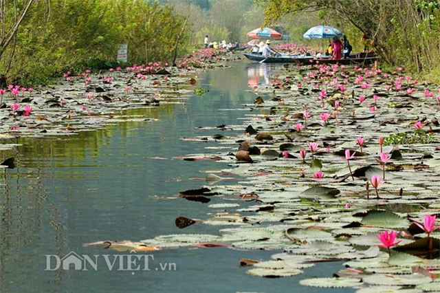 huong son mua hoa sung no hinh anh 1