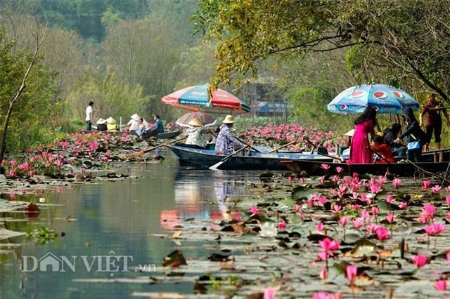 huong son mua hoa sung no hinh anh 2