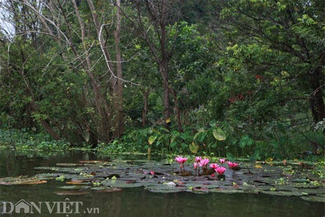 huong son mua hoa sung no hinh anh 5