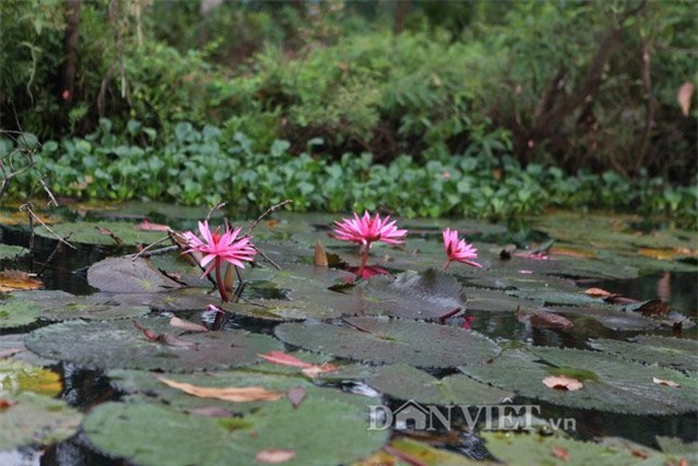 huong son mua hoa sung no hinh anh 6